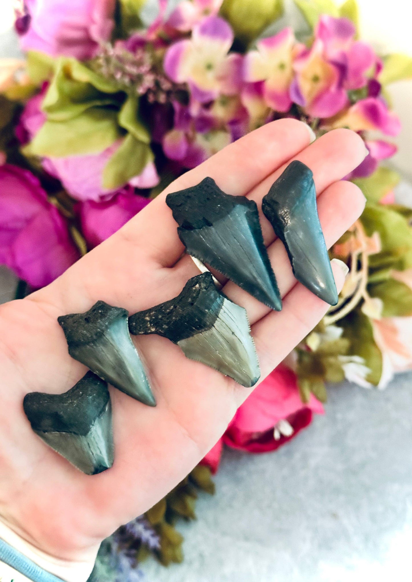 Megaladon Teeth Fossils