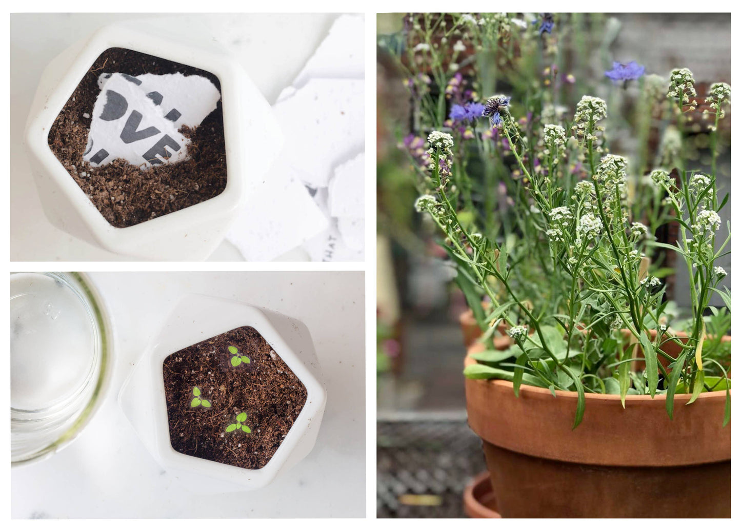 Loving Me Enough Plantable Seed Card