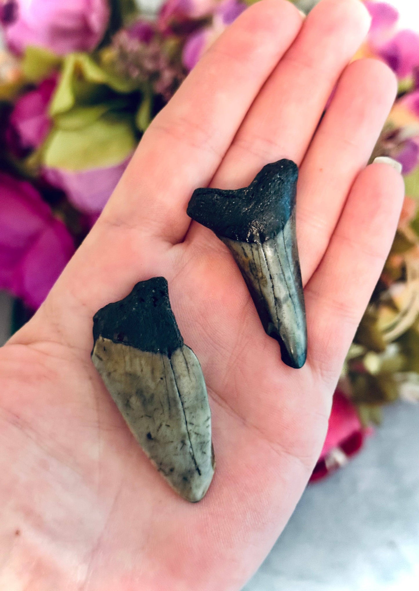 Megaladon Teeth Fossils