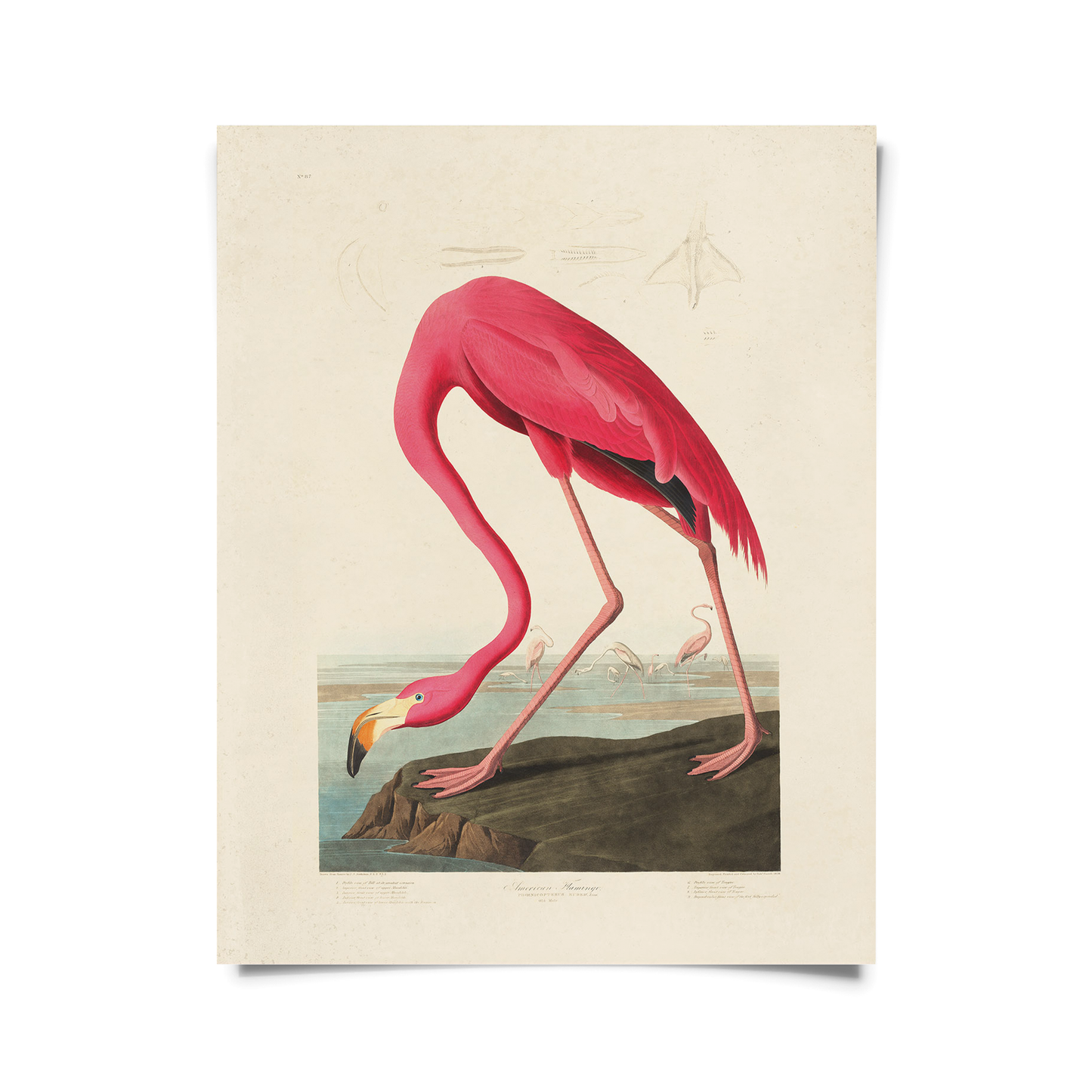 Vintage Flamingo Framed Print
