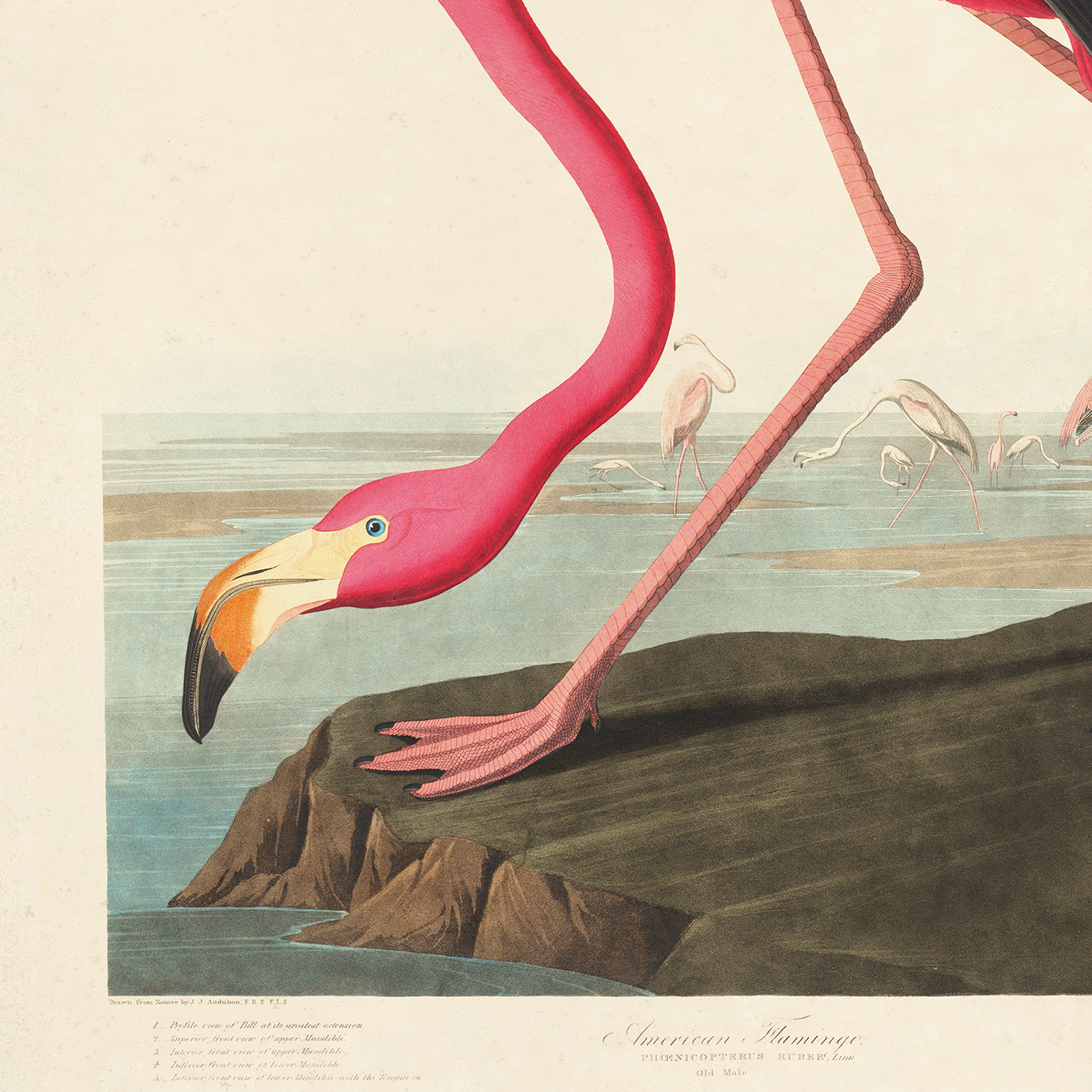 Vintage Flamingo Framed Print