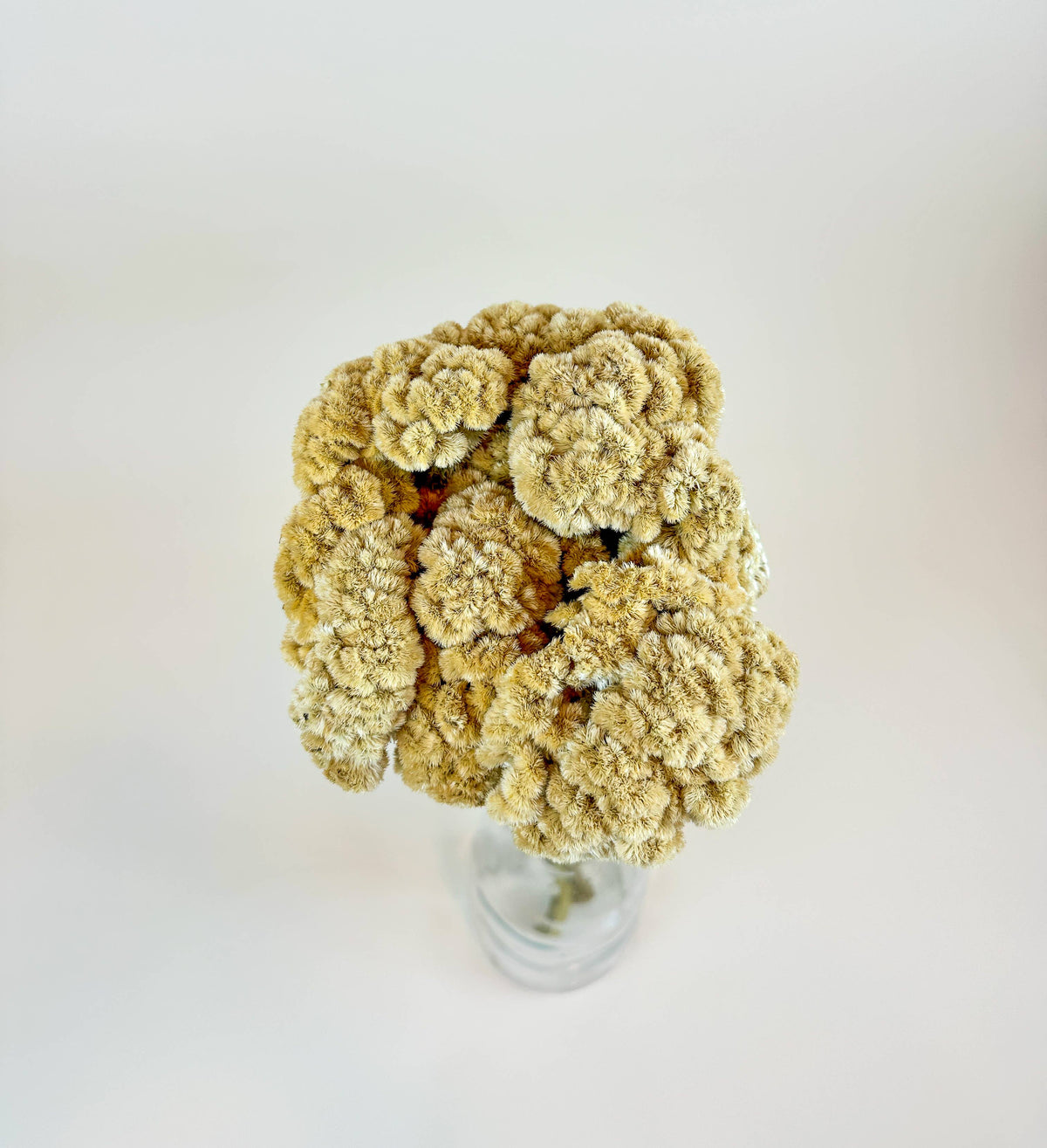 Coxcomb (Celosia) – Palomino/Buff Collection – Elk Rock Outpost