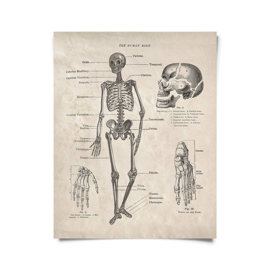 Vintage Skeleton Framed Print