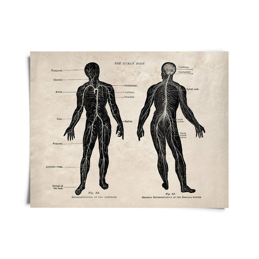 Vintage Anatomy Framed Nervous System Print