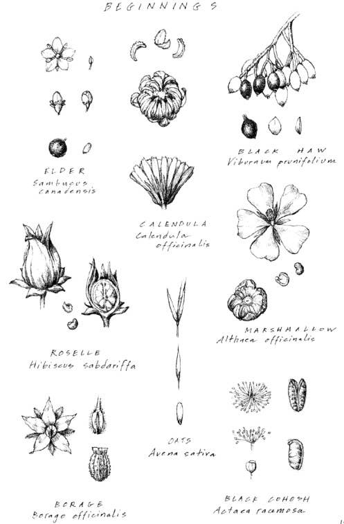 Energetic Herbalism: A Guide to Sacred Plant Traditions