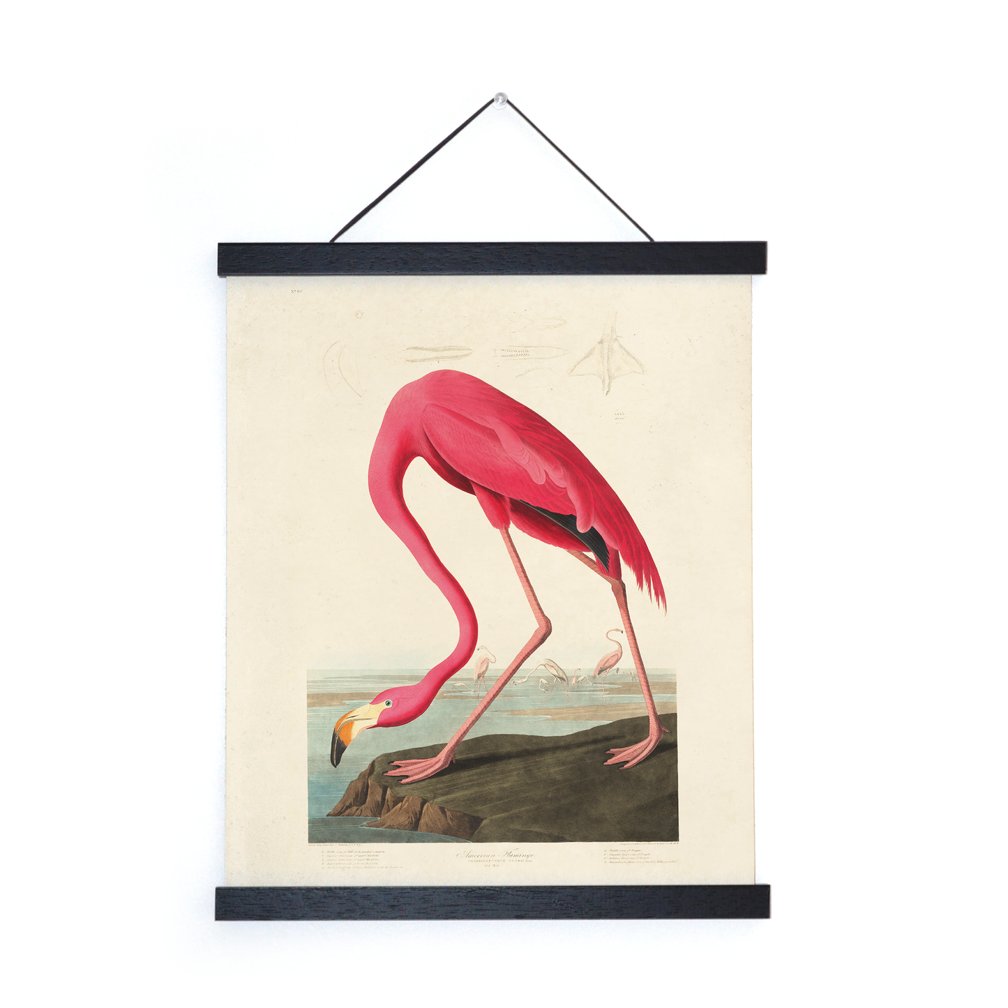 Vintage Flamingo Framed Print