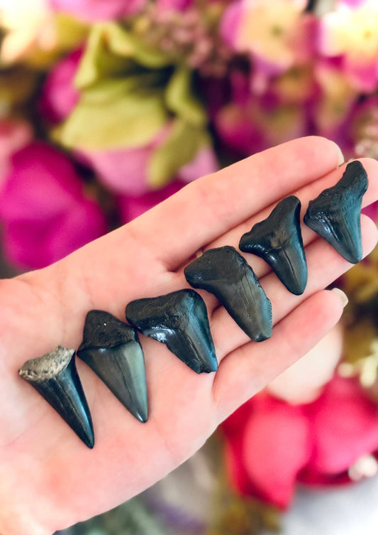 Megaladon Teeth Fossils