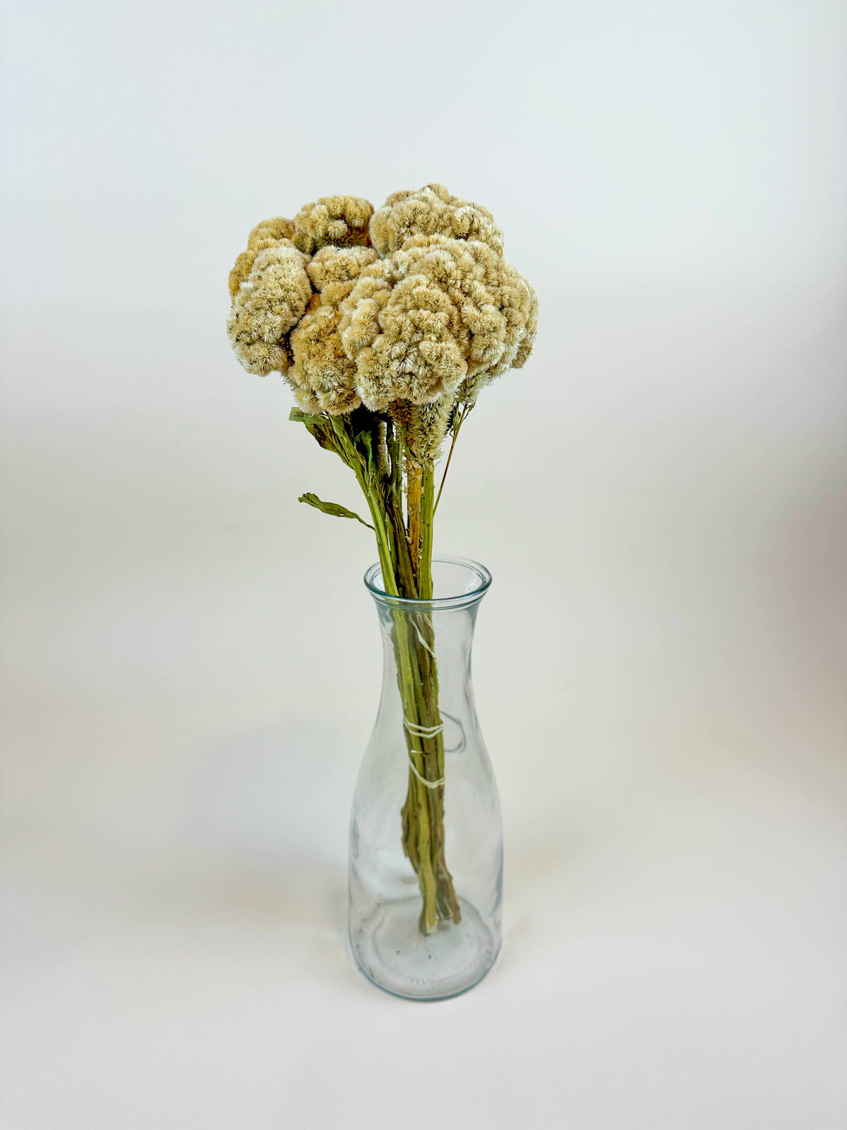 Coxcomb (Celosia) – Palomino/Buff Collection – Elk Rock Outpost